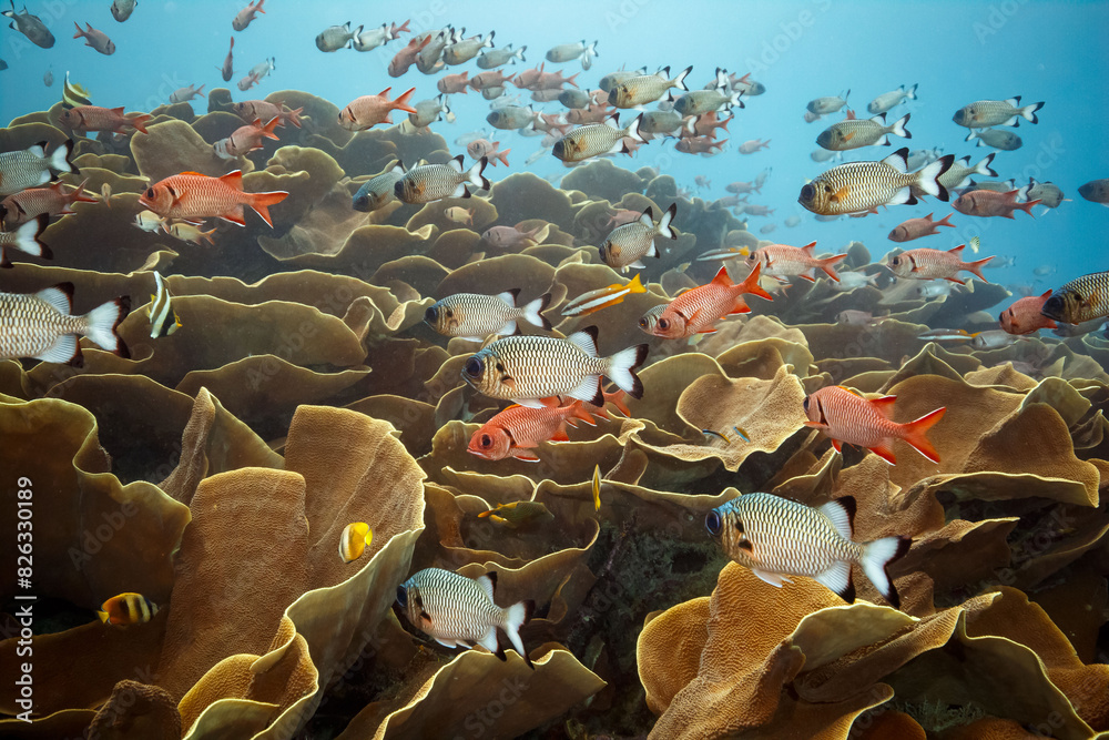 Obraz premium Colorful fish swimming among coral reefs in the daylight
