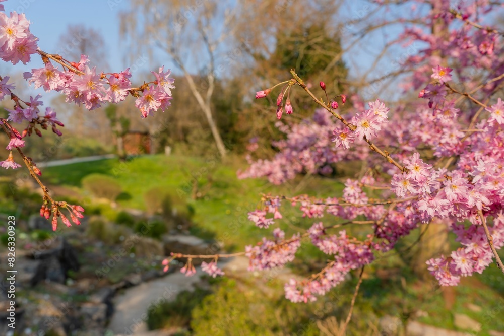 Fototapeta premium Pink cherry blossom.
