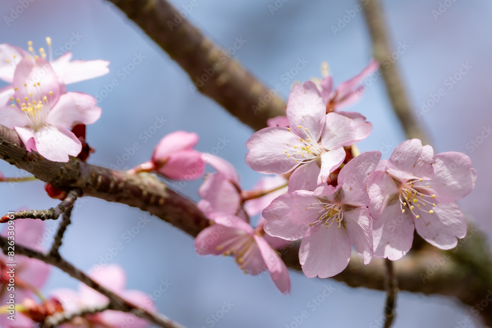 Fototapeta premium Pink cherry blossom.