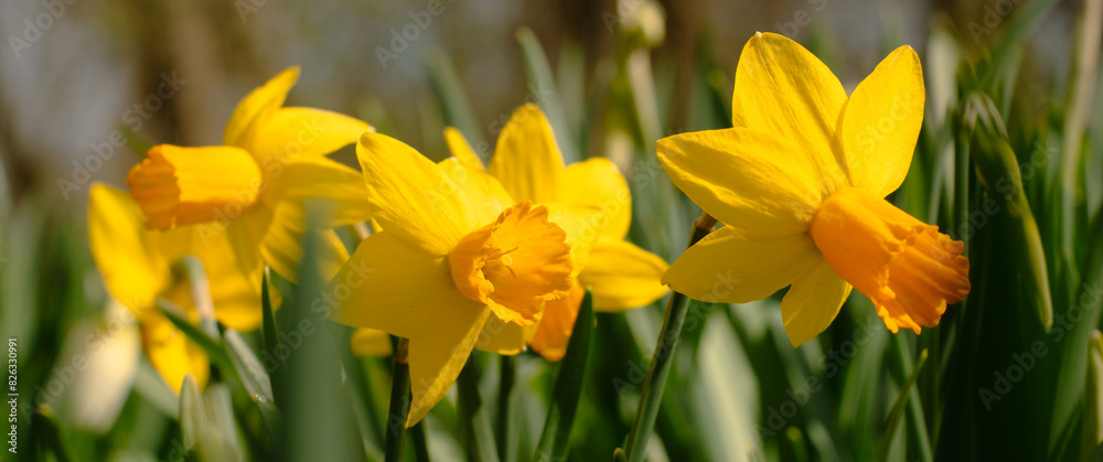 some yellow daffodils are growing in the sun some yellow daffodils are growing in the sun