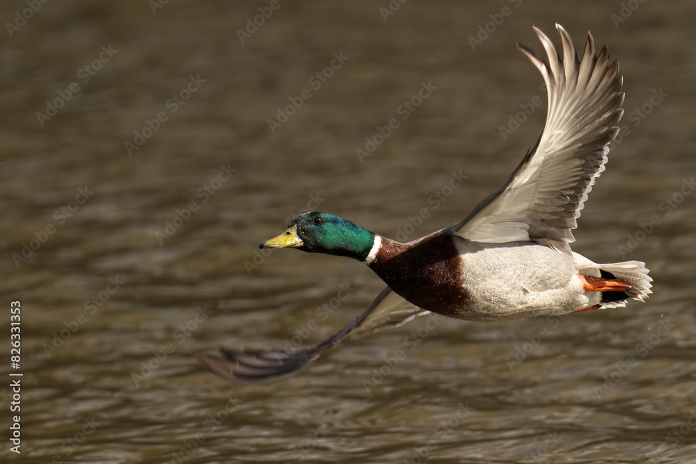 Obraz premium Male mallard duck with wings spread flying above water