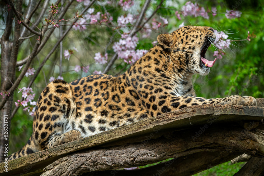 Fototapeta premium Leopard resting on a tree log while yawning
