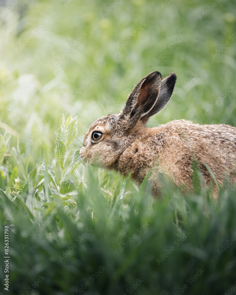 Fototapeta premium Vertical shot of an adorable brown rabbit grazing on a grassy field