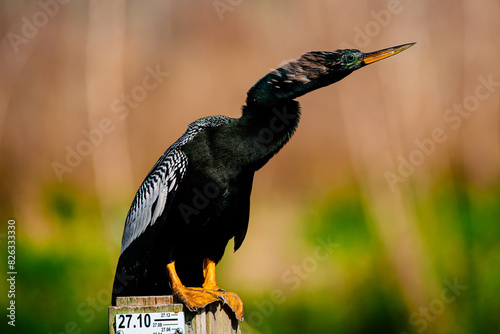 Anhinga perched upon a weathered wooden post.