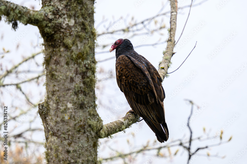 Turkey vulture perched on a tree branch Turkey vulture perched on a tree branch
