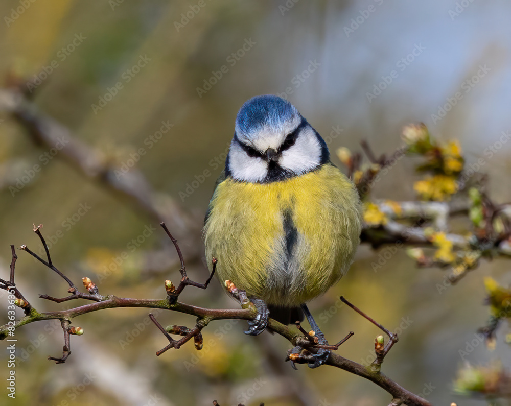 Obraz premium Eurasian blue tit perched on a budding tree branch.
