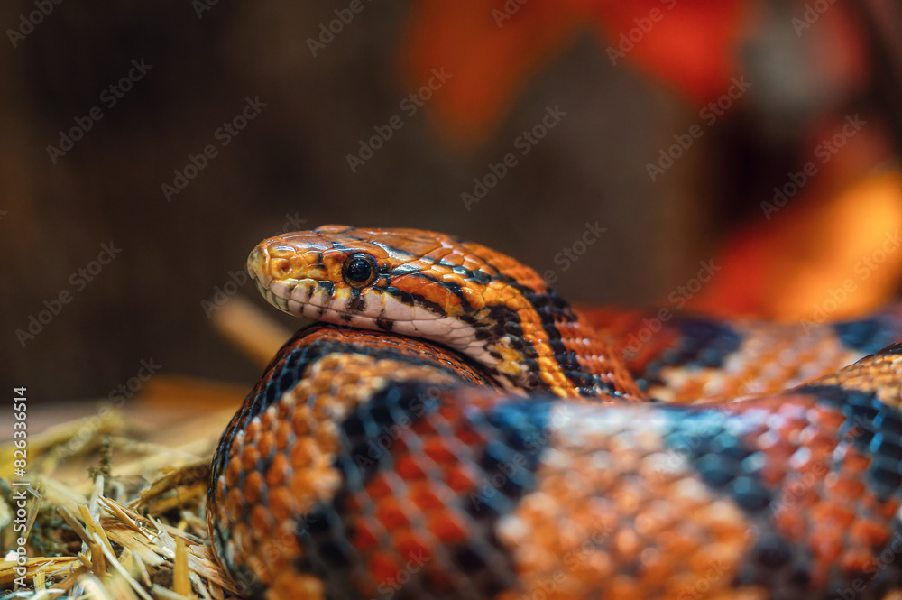 Fototapeta premium Closeup of a snake at a zoo