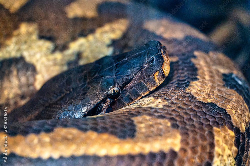 Fototapeta premium Closeup of a snake at a zoo