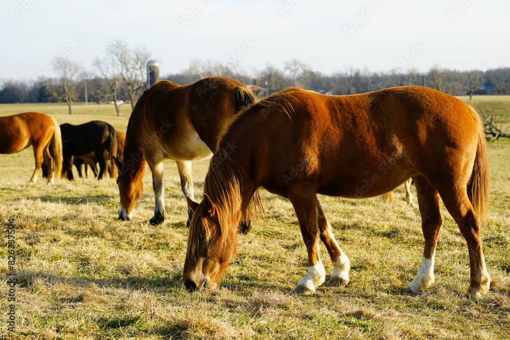 horses in the field horses in the field