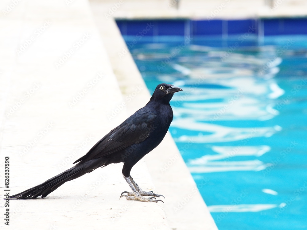 Obraz premium Grackle perched on a ledge by a pool with azure waters