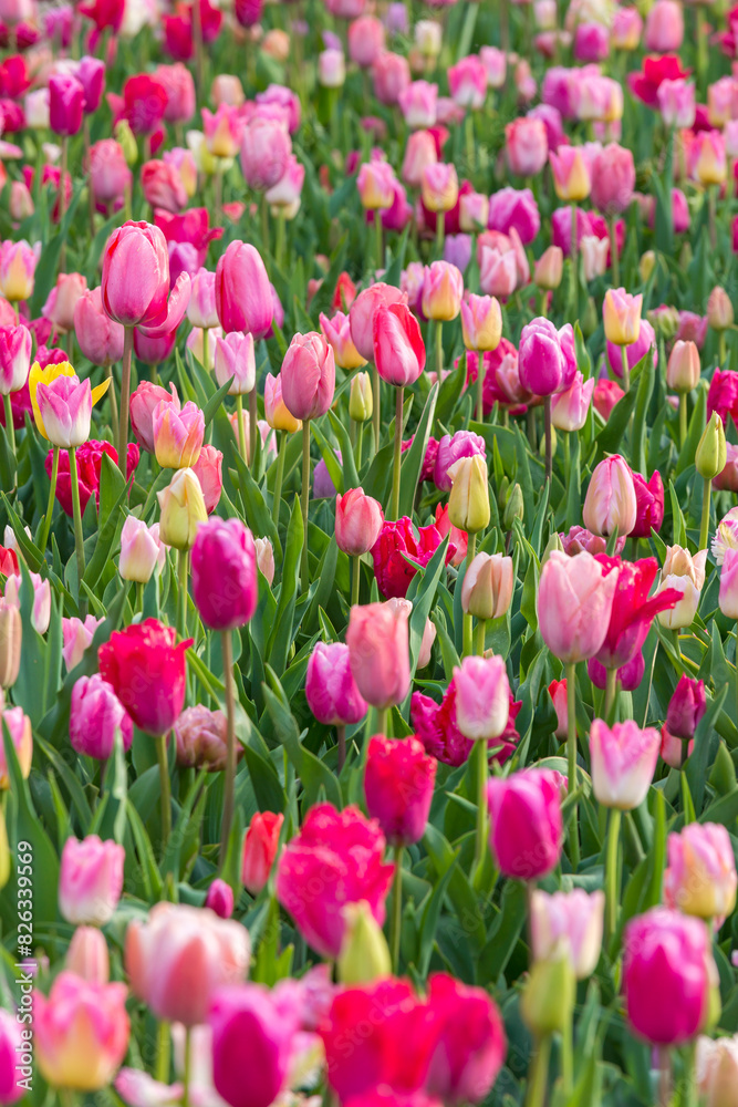Closeup shot of many blooming beautiful vibrant colorful tulip flowers Closeup shot of many blooming beautiful vibrant colorful tulip flowers
