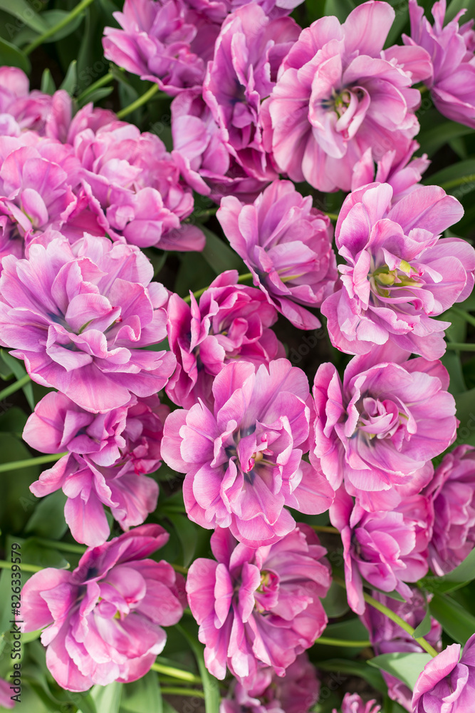 Closeup shot of many blooming beautiful vibrant pink flowers Closeup shot of many blooming beautiful vibrant pink flowers