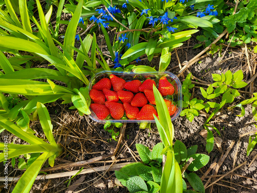 Strawberries in a plastic container, standing on a green background of grass