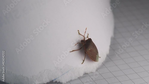 Close-up shot of a Brown Marmorated Stink Bug leaning over a piece of cut paper. photo