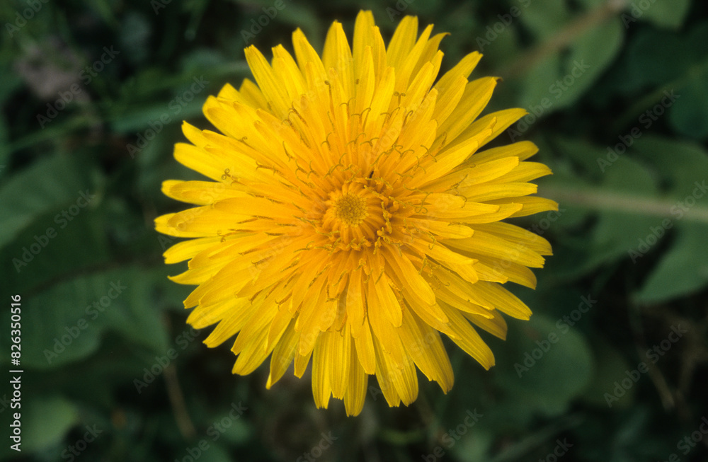 Obraz premium Taraxacum officinale, Pissenlit