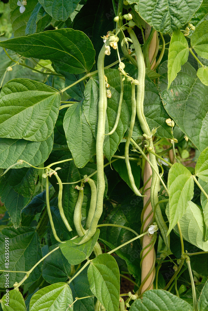 Fototapeta premium Phaseolus vulgaris 'Fortex' , Haricot mangetout