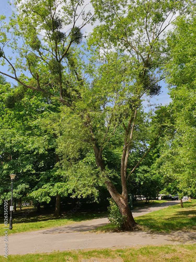 Pedestrian path in a city park, green trees, grass, street lamp, nature Pedestrian path in a city park, green trees, grass, street lamp, nature