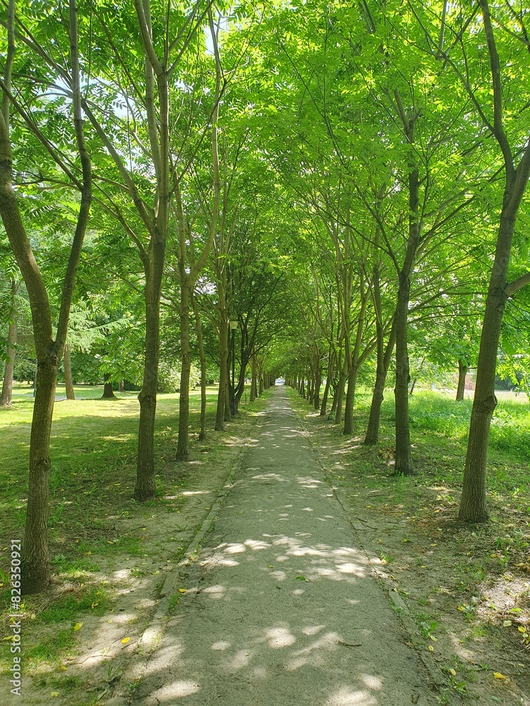 Green city park, alley, outdoors, nature. Urban leisure concept Green city park, alley, outdoors, nature. Urban leisure concept