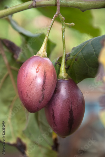 tamarillo, Tamaris, Cyphomandra betacea, Madagascar photo