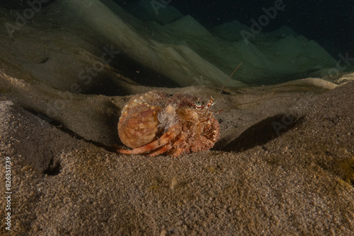 Hermit Crab in the Red Sea Colorful and beautiful, Eilat Israel photo