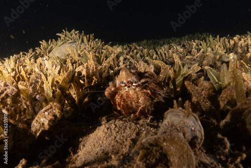 Hermit Crab in the Red Sea Colorful and beautiful, Eilat Israel photo