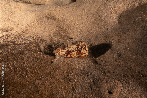 Conus textile On the seabed in the Red Sea, Eilat Israel photo