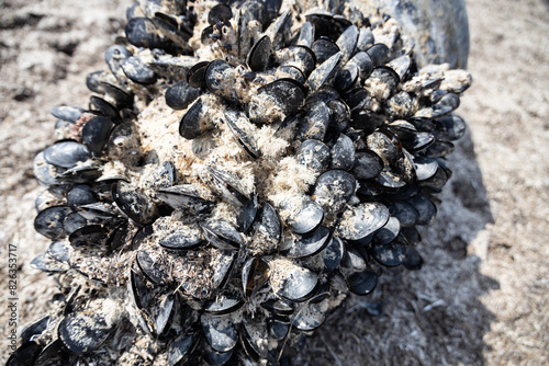 Empty blue mussels on the bottom of sea buoy