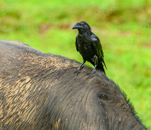raven on the back of bufallo