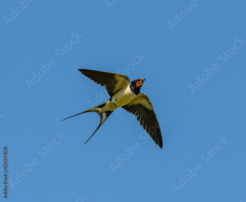 barn swallow  Hirundo rustica  in flight