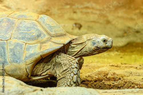 African spurred tortoise (Centrochelys sulcata) or sulcata tortoise