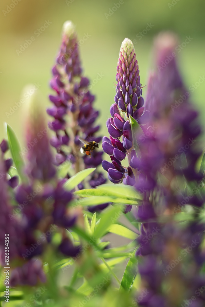 Fototapeta premium Photo of a lupine bush with a bumblebee.