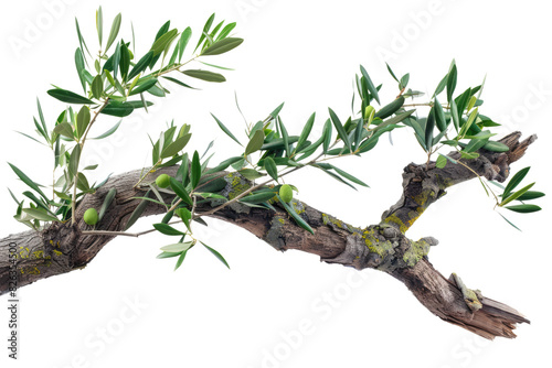 branch of olive tree isolated on white or transparent png