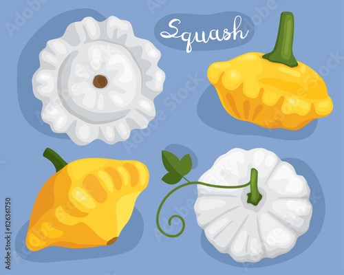 Squash. Pattypan squash. Patisson. White and yellow edible vegetables.  Fresh organic vegetable. Vector illustration.
