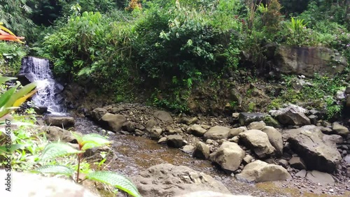 stream in the forest