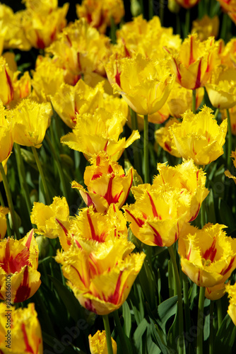 Tulip sort Washington blossom in the garden