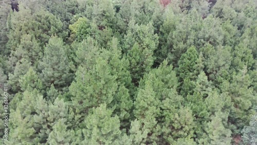 pine forest in the morning