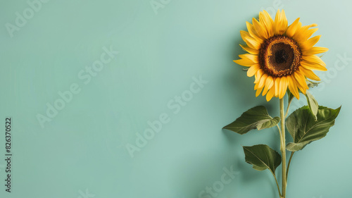 Bright sunflower against solid light blue background