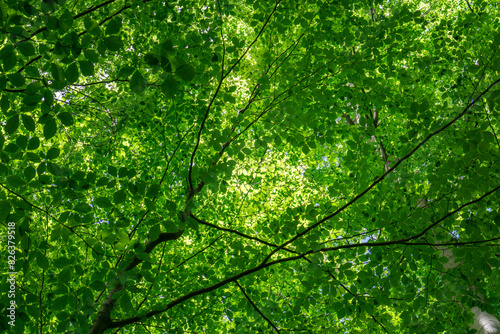 Canopy with green beech leaves in the Vienna Woods in St. Corona