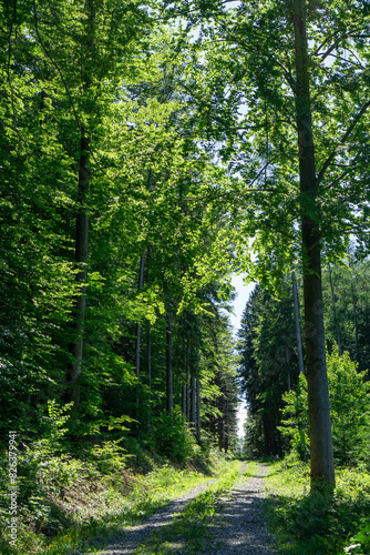 Gravel road in Vienna Woods in St. Corona with beeches and spruces