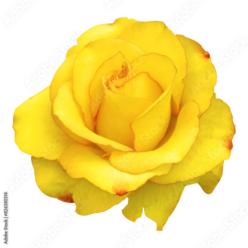 Wallpaper Mural yellow rose flowers image Torontodigital.ca