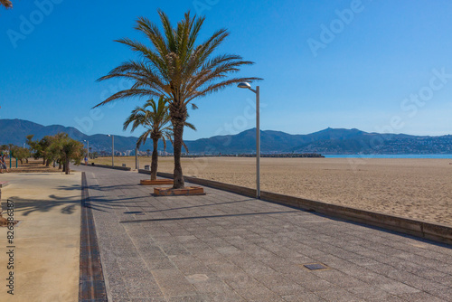 trees on the beach