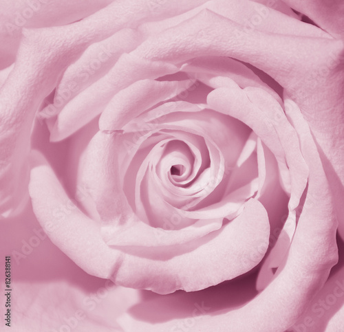 Nature flowers beauty pink rose