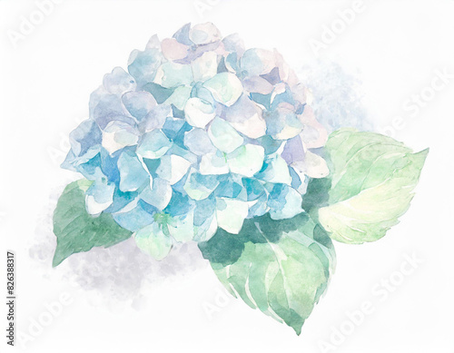 Illustration of hydrangea