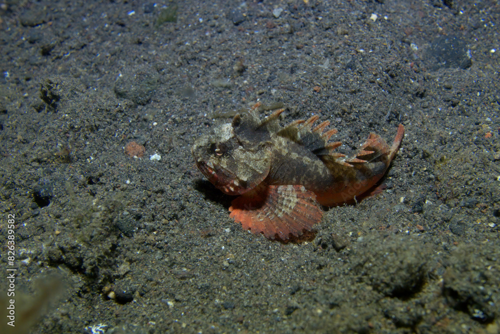 Scorpionfish Scorpionfish