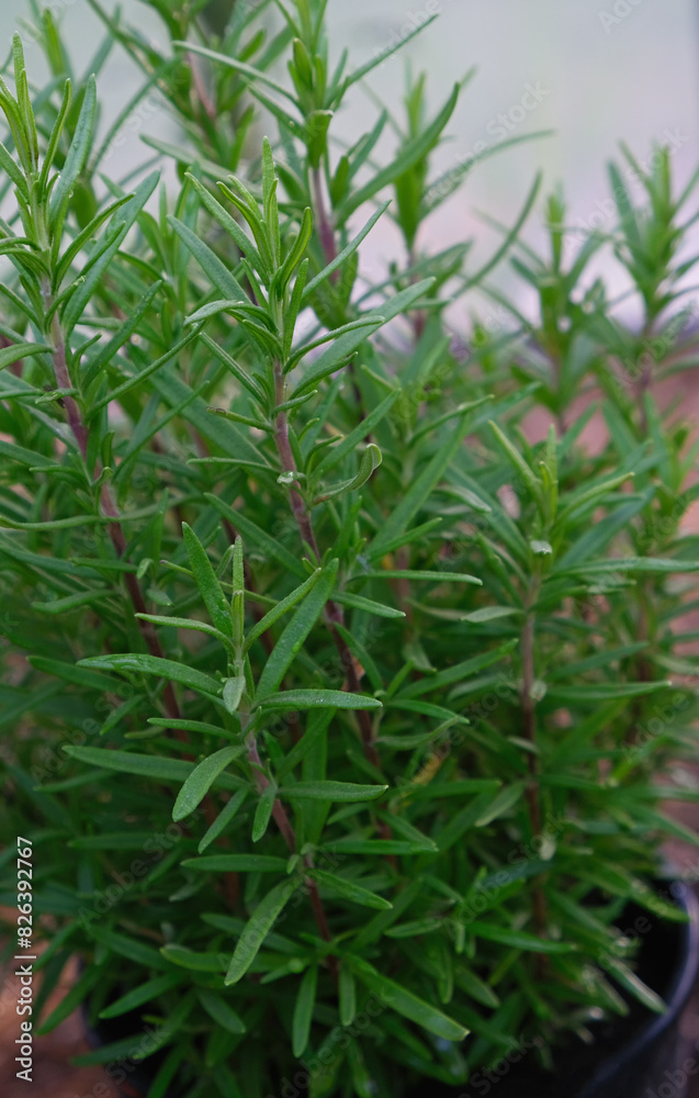 Obraz premium Young rosemary plant in herb farm garden. Vertical crop. Close up.