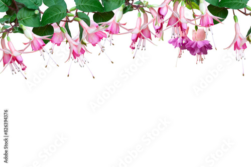 Wallpaper Mural pink flower plant frame isolated background Torontodigital.ca