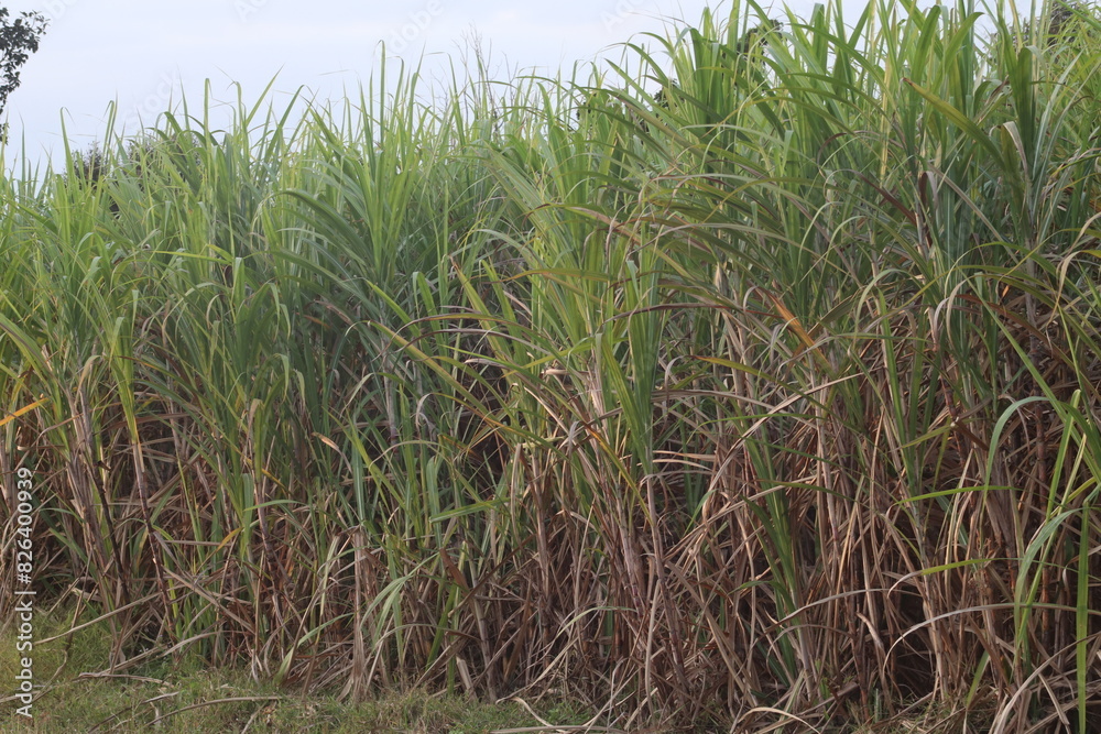 Fototapeta premium Sugarcane field at sunset Sugarcane is the sweet and healthy herb of the family.