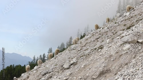 Sheep on Pasture in European Alps - Sloveni Vrsic Pass photo