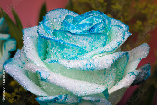 rose and water in macro