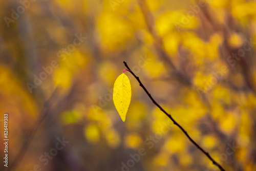 A lonely yellow autumn leaf on a tree branch in the forest in cloudy weather
